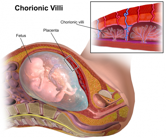 ChorionicVillus